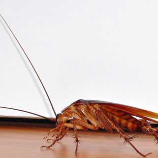 London pest control services near me