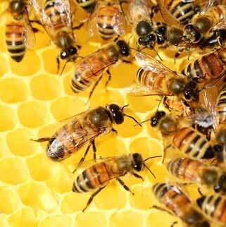 24 Hour pest control London