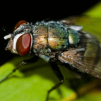 Pest control services London