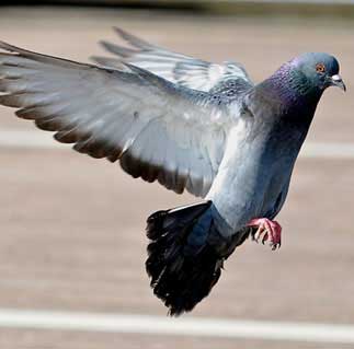 24 Hour Pest Control London