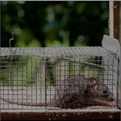 London pest control services near me