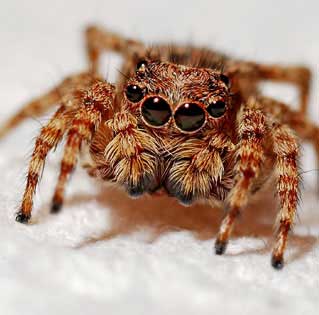 Local pest control services London